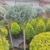 Árbol Lollipop Brillante de Ligustro con Forma de Corazón Árbol de Cera de Sichuan y Yunnan Ciprés Azul Hielo Flor Luminosa de Limón Planta Espejo Planta en Maceta