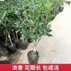 Plántulas de Osmanthus en Maceta Perennes de Cuatro Estaciones Florales Madera de Águila Injertada Agosto Osmanthus Dorado y Osmanthus Plantas de Patio para Interiores y Balcones