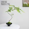 La Bola de Musgo Liuchuanfeng es una planta de interior de estilo Zen vintage con una estética wabi-sabi, adecuada para la sala de estar o el estudio.. Es fácil de cuidar, duradero y visualmente atractivo.