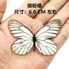 Venta Directa al Por Mayor de Fábrica de Especímenes Reales de Mariposas con Alas Extendidas, Diversos Insectos y Escarabajos, Accesorios para Fotos, Educación Científica, Especímenes Naturales