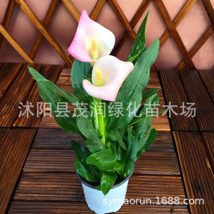 马蹄莲种球011