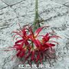 2023 Novo Casamento Vermelho Simulação Flor Pin Almofada Anêmona Nórdico Casa Casamento Macio Flor Falsa Atacado
