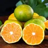 Tangerinas Verdes Sem Sementes de Yichang, Frescas e Docemente Ácidas, Casca Fina, Entrega Direta do Local de Origem, Fornecimento Atacadista, Embalagem a Granel
