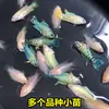Peixe Flor de Lótus Chinês para Água Fria, Peixe Ornamental Fácil de Cuidar, Flor de Lótus Chinês Fogo Azul Australiano, Não Precisa de Troca de Água, Alevinos de Flor de Lótus Chinês Gigante