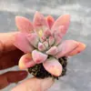Base de planta suculenta autoproducida y autovendida al por mayor suculentas pequeñas combinación de flores plantas en maceta plantas carnosas Lithops Haworthia
