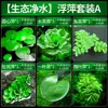 Plantas aquáticas lentilhas d'água, plantas de purificação tradicionais para aquário, esconderijo para tanque de tartaruga, jacinto d'água hidropônico, plantas aquáticas flutuantes para aquário
