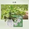 Folha Aromática de Gesso Embossado com Aroma Floral Sólida para Casa Guarda-Roupa Quarto Fragrância de Longa Duração Carro Cabide Lembrança de Presente para Meninas