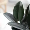Planta de Caucho Black Diamond en Maceta para Uso en Interiores y Exteriores, Planta Verde para Purificación del Aire, Planta en Maceta para Escritorio de Oficina, Planta Verde de Cuatro Estaciones