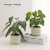 Plantas Verdes, Vasos Pequenos, Árvore da Fortuna Semelhante para Mesas de Escritório Internas, Mesas de Centro de Sala de Estar, Flores Artificiais e Arranjos Florais