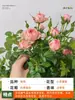 Planta de Maceta Balcón de Jugo Rosa con Flores y Capullos para Balcón y Jardín, Planta de Floración Grande, Planta de Rosa de Floración Reblooming