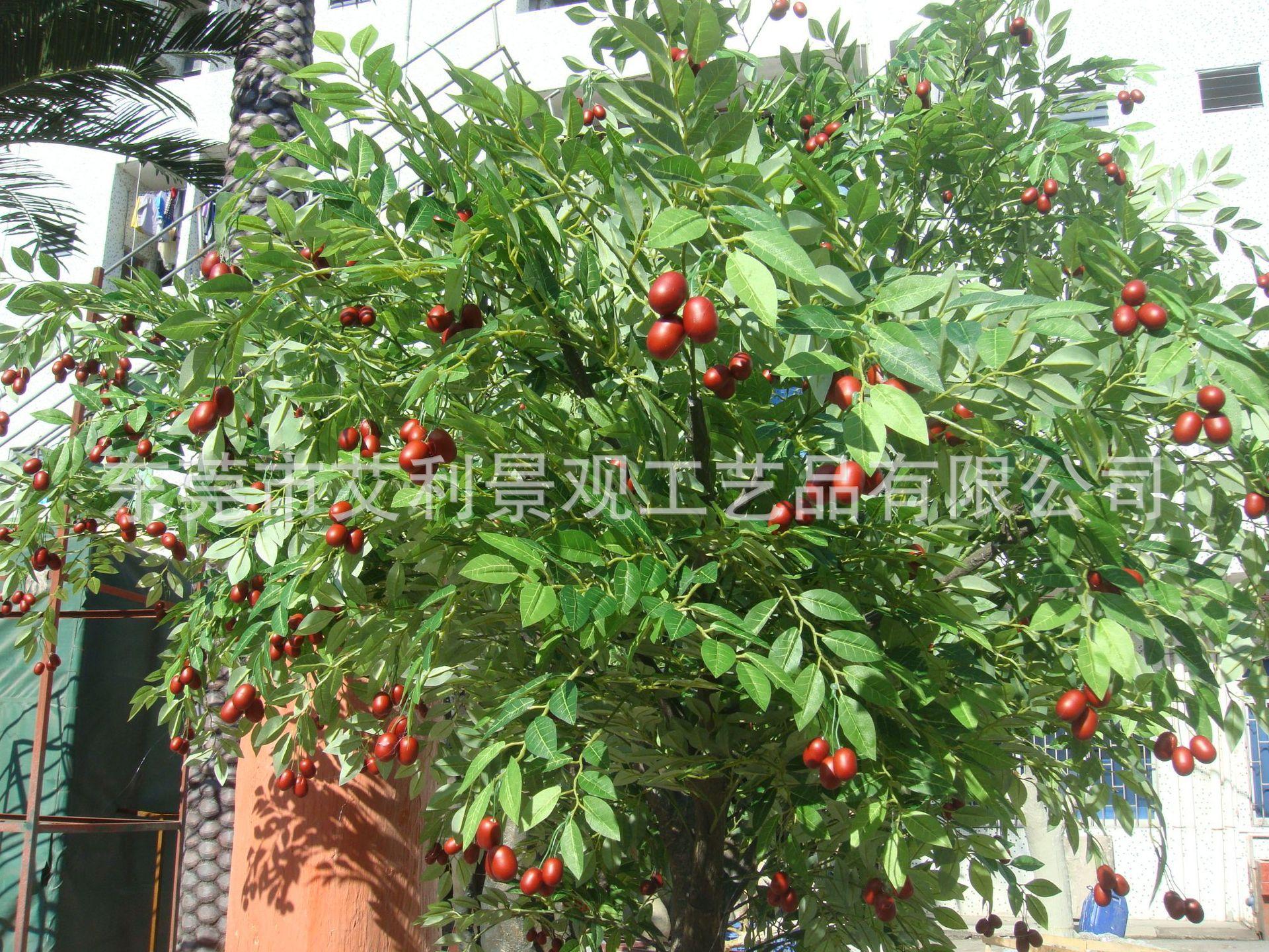 红枣树 (3)