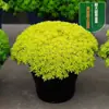 Hierba Wannian Dorada Combinación de Plantas Suculentas Maceta Protegida Hierba Suculenta Plantación Verde Flores Maceta Original Plantación en Tierra