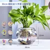 Aquário Pequeno, Tanque Transparente de Vidro Espessado para Tartaruga de Escritório, Tanque Mini Pequeno Redondo para Peixinhos Dourados de Mesa em Casa na Sala de Estar