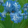 Semillas de rizomas de iris de flor azul, semillas de flores de bulbo, fáciles de cultivar y florecen todo el año, adecuadas para paisajismo de jardines y plantas en maceta