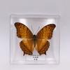 Hada Mariposa espécimen de mariposa decoración mariposa real espécimen de insecto alas estudiante creativo regalo de cumpleaños transparente en caja