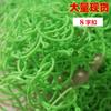 Hebilla en forma de ocho multifuncional para jardinería, clip fijador de vid de plantación, soporte para tallo de planta trepadora, herramientas de jardín, hebilla en forma de ocho