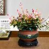 [Piedra Colgante de Flores y Hojas] Plantas Verdes Trepadoras Coloridas, Plantas de Flores en Maceta de Escritorio en la Oficina, Fáciles de Cultivar, Resistentes al Calor y al Frío