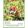 Plántulas de berenjena para cuatro estaciones, plantas en maceta con tierra, variedades viejas injertadas de berenjena morada y semillas de berenjena de Hangzhou, plántulas de hortalizas de primavera