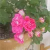 Plántulas de Geranio en Maceta para Dropshipping, Plántulas de Flor de Geranio de Doble Pétalo, Plantas Verdes Ojos de Ángel para Patio y Balcón