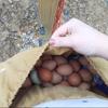 Bolsa para Recolectar al Aire Libre, Bolsa de Almacenamiento para Huerto, Bolsa para Recoger Fruta de Huerta, Bolsa de Herramientas para Colgar en la Cintura de Jardinería, Bolsa de Almacenamiento para Viaje