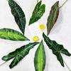 Simulación de Producto Nuevo Transfronterizo Planta Verde Hoja Única de Alocasia Hoja de Begonia Color Hoja de Taro Planta Decorativa Pared Sala de Estar Decorativa Hoja Verde