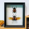 Marco de Fotos Estéreo de Vidrio Negro Real Europeo Hueco de 4 cm con Flores Secas e Insectos Marco de Exhibición DIY de Escarabajo Marco de Espécimen de Mariposa