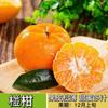Una pieza de Dropshipping con Fruta Enviada Plántulas Grandes de Naranja Dulce Naranja de Azúcar en Maceta Siembra en Tierra Plantación Norte y Sur Naranja de Azúcar sin Semilla