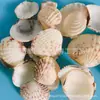 Artesanías de Caracolas Naturales Vendidas por Libra para Acuarios, Fotografía, Educación de Estudiantes y Niños, Minería y Uso Marino