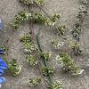 Viento oceánico azul flores de simulación para boda al por mayor azul y blanco escenario de auditorio de boda camino principal decoración suave para fotografía flores falsas