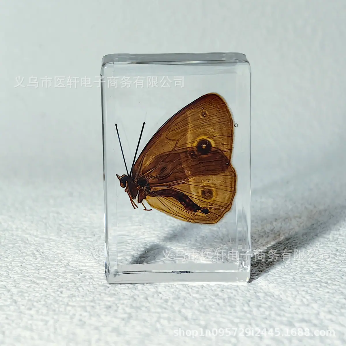 蝴蝶11.jpg