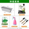 Dropshipping de Sementes de Couve Chinesa Verde de Xangai para Todas as Estações, Vegetais de Outono para Varandas