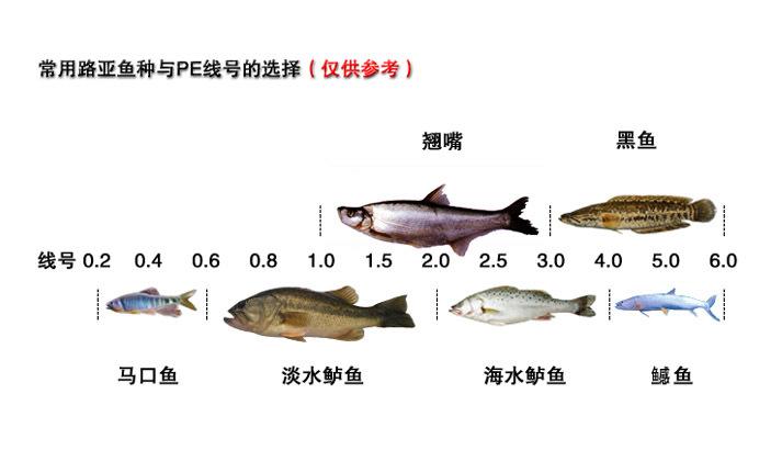 路亚pe鱼线的参考