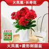 Kalanchoe 'Fénix de Fuego' en Maceta con Capullos, Flores Grandes de Doble Pétalo, Planta Floreciente para Todas las Estaciones, una Colección Completa de Variedades Preciosas