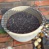Plástico Transfronterizo Anti-Gato Púas Jardinería Anti-Pájaros Suministros para Mascotas Esterilla con Púas Jardinería Esterilla Anti-Gato Esterilla Interior para Gatos