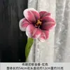 Tulipán Abierto Realista de PU de Alta Calidad Flor de Año Nuevo Cubo de la Fortuna Materiales DIY para Decoración y Paisajismo Ramo de Mano DIY