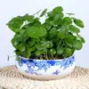 Plantas de Hierba de la Fortuna Hidropónicas en Maceta Fáciles de Cuidar para Todas las Estaciones, Plantas Verdes Pequeñas para Escritorios de Oficina, Semillas de Hierba de la Fortuna Cultivadas en Agua