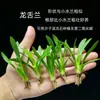 Mini Peperômia Pequena Vallisneria Planta Aquática Agave Planta Aquática Amante de Sombra Sistema Radicular Desenvolvido Fácil de Plantar Decoração de Paisagismo de Aquário