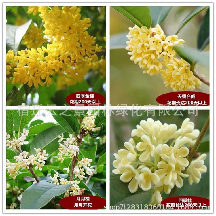 桂花详细11.jpg