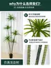 Luxo Leve Árvore Sangue de Dragão Artificial Grande Flor Artificial Biônica Árvore Falsa Planta Verde De Chão Interior Sala de Estar Janela Árvore Artificial Elegante
