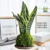 Plantas pequeñas en maceta bola de musgo, helecho esparrago, planta en maceta princesa verde, ciprés rojo, cocotero mini, helecho esparrago, pino, cálamo, plantas hidropónicas