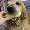 Brinquedo para pet em TPR simulando amendoim, faz barulho, durável e resistente a mordidas, adequado para Corgis, Bulldogs Franceses e cães de porte pequeno a médio para aliviar o tédio