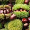Castañas Crudas Dulces y Pegajosas de Yunnan, disponibles para entrega 1/3/ 2.5kg Barbacoa de Temporada, Fritas en Azúcar, Cocidas al Vapor, Cocidas, Ingredientes para Catering, Verduras Frescas