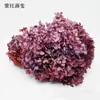 Flores de Hortensia Secas con Degradado Grande Hortensias Conservadas Cabezas de Flores Grandes Color Mixto Multicolor Hortensias Secas Decoración del Hogar Materiales Florales