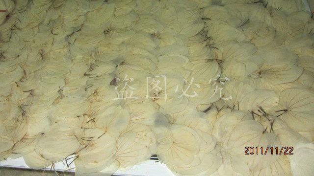 A002紫荆叶脉 (6)