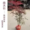 Semillas de Bambú Nandina de Fuego para Vegetación de Interior, Bonsái de Tocón Viejo, Plantas de Follaje para Jardín, Plantas Verdes, Bonsái Rojo Resistente al Frío