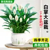Maceta Grande de Planta de Palma Blanca de una Pieza para Dropshipping, un Símbolo de Buena Fortuna, Planta en Maceta con Flores, Planta Hidropónica, Planta con Flores, Planta Verde para Interior de Oficina