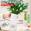 Maceta Grande de Planta de Palma Blanca de una Pieza para Dropshipping, un Símbolo de Buena Fortuna, Planta en Maceta con Flores, Planta Hidropónica, Planta con Flores, Planta Verde para Interior de Oficina