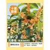 Plántulas de Osmanthus, Plantas de Osmanthus de Cuatro Estaciones en Maceta, Plantas de Flores Comestibles, Interior Balcón Patio, Patrones de Flores Fragantes, Floreciendo Continuamente
