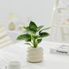 Dropshipping Pocket Coconut Desktop Pequeno Vaso Interior Sala de Estar Escritório Planta Verde Lu Bonsai Planta Todas as Estações
