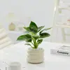 Repelente de Mosquitos Bambu e Cipreste Plantas Hidropônicas Sala de Estar Interna Fácil de Alimentar Plantas Verdes Plantas em Vasos Casa Nova Uso Doméstico para Absorver Formaldeído Plantas
